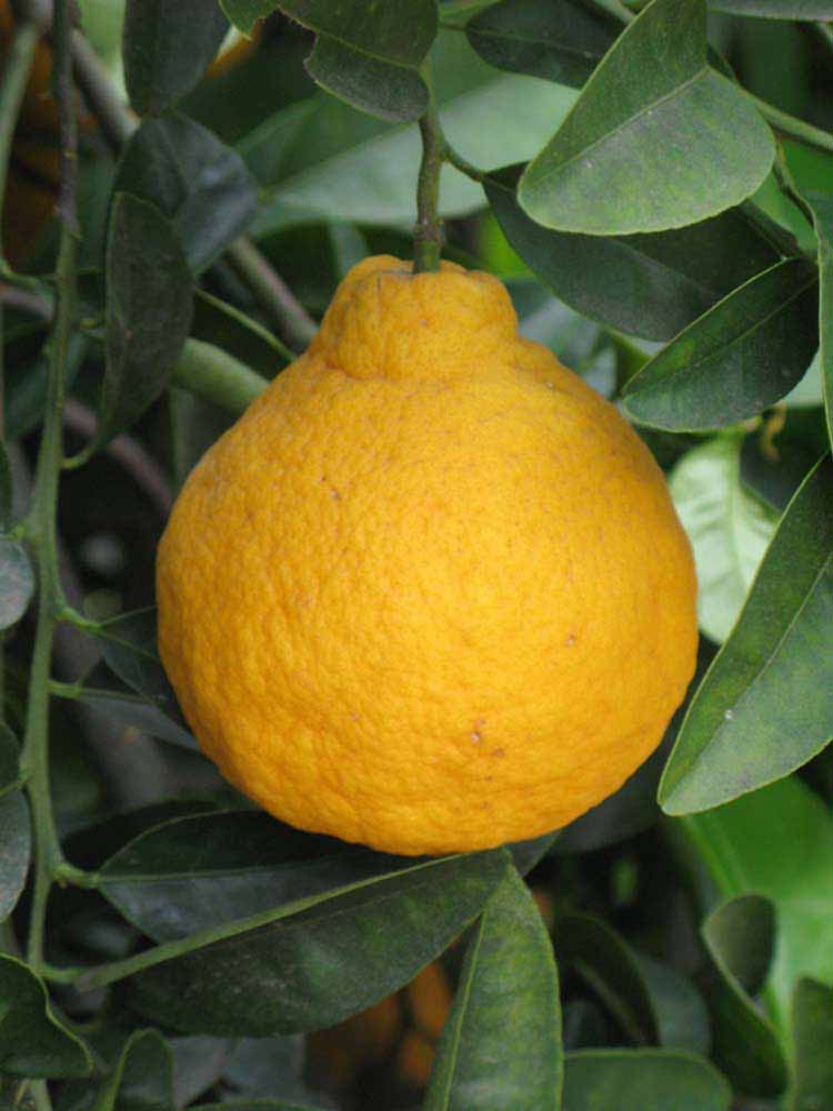            Fruit (Riverside, CA)   